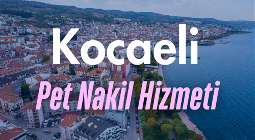 Kocaeli'de Güvenilir Pet Taksi ve Evcil Hayvan Nakil Hizmeti - Tüm İlçelerde Kesintisiz Ulaşım