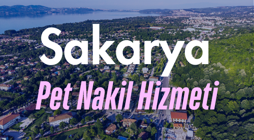 Sakarya'da Güvenilir Pet Taksi ve Evcil Hayvan Nakil Hizmeti - Tüm İlçelerde Kesintisiz Ulaşım