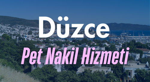Düzce'de Güvenilir Pet Taksi ve Evcil Hayvan Nakil Hizmeti - Tüm İlçelerde Kesintisiz Ulaşım