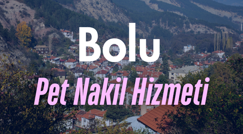 Bolu'da Güvenilir Pet Taksi ve Evcil Hayvan Nakil Hizmeti - Tüm İlçelerde Kesintisiz Ulaşım