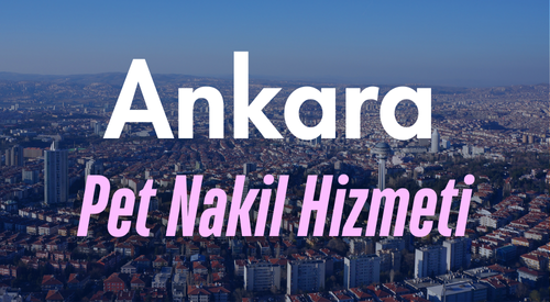 Ankara'da Güvenilir Pet Taksi ve Evcil Hayvan Nakil Hizmeti - Tüm İlçelerde Kesintisiz Ulaşım