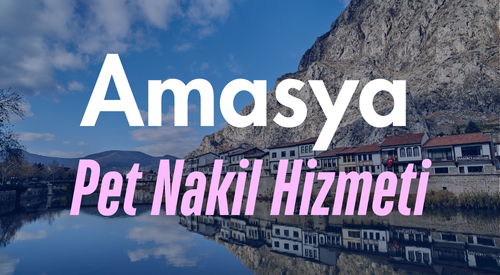 Amasya'da Güvenilir Pet Taksi ve Evcil Hayvan Nakil Hizmeti - Hızlı ve Konforlu Yolculuk