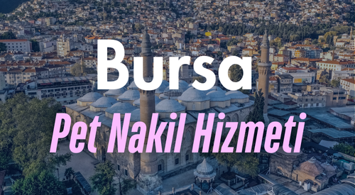 Bursa'da Güvenilir Pet Taksi ve Evcil Hayvan Nakil Hizmeti - 7/24 Profesyonel Taşıma