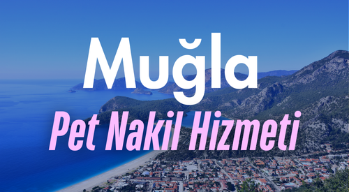 Muğla'da Güvenilir Pet Taksi ve Evcil Hayvan Nakil Hizmeti - Hızlı ve Konforlu Taşıma