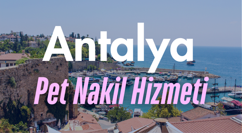 Antalya'da Güvenilir Pet Taksi ve Evcil Hayvan Nakil Hizmeti - Hızlı ve Konforlu Taşıma